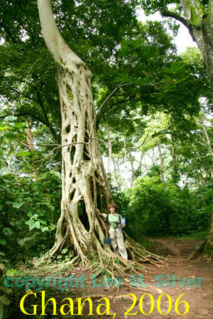 Strangler fig